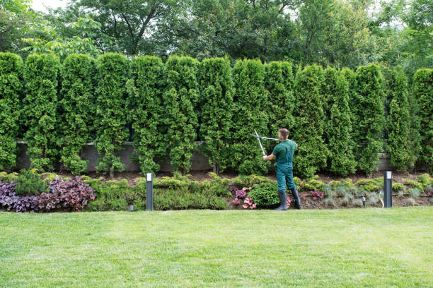 Professional Tree Services in Colony Park, PA