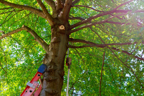 Leaf Removal in Colony Park, PA